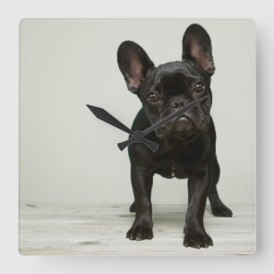 Reloj Cuadrado Cutest French Bulldog Puppy