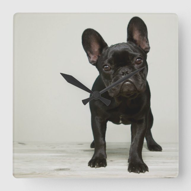 Reloj Cuadrado Cutest French Bulldog Puppy (Anverso)
