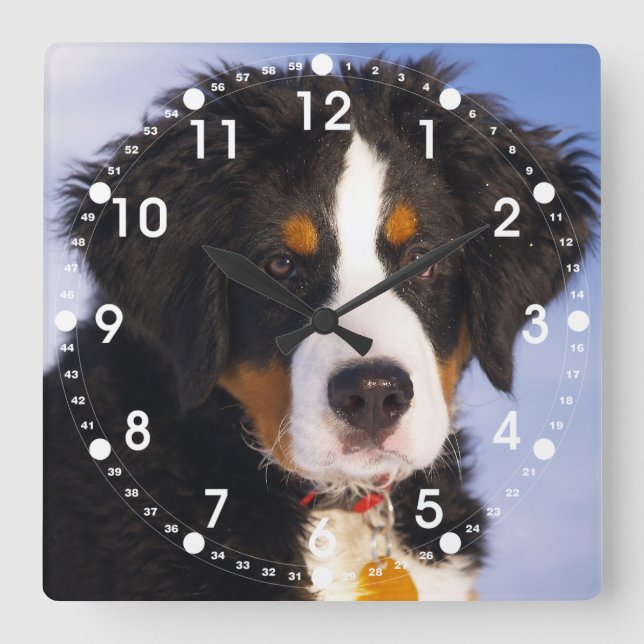 Reloj Cuadrado Cuto Bernese Mountain Dog Puppy Picture (Anverso)