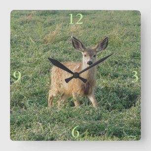 Reloj Cuadrado D19 Mule Deer Fawn en el campo de Alfapha