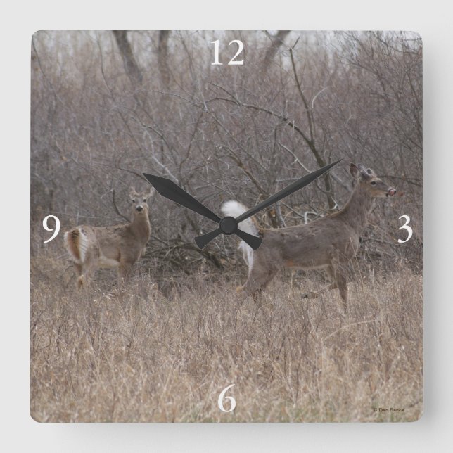 Reloj Cuadrado D1 Cúmulos de primavera de ciervos de cola blanca  (Anverso)