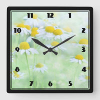 Daisies de bonito en campo