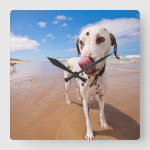 Reloj Cuadrado Dalmatian Dog On Beach