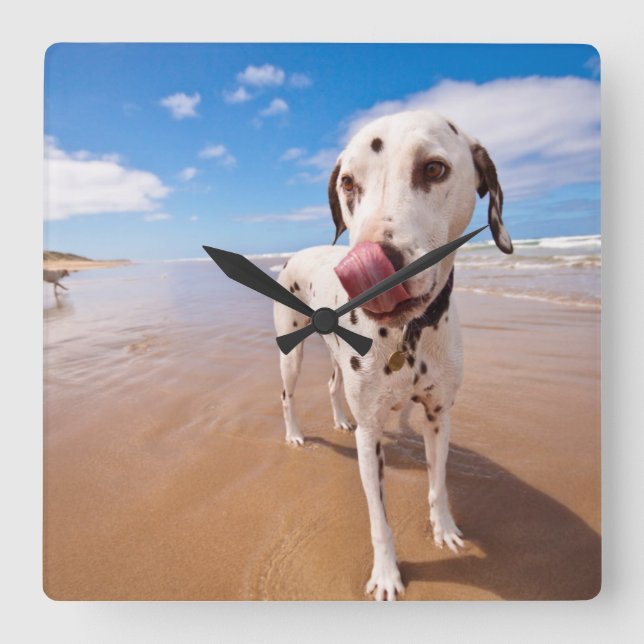 Reloj Cuadrado Dalmatian Dog On Beach (Anverso)