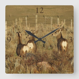 Reloj Cuadrado Deer Bucks D30