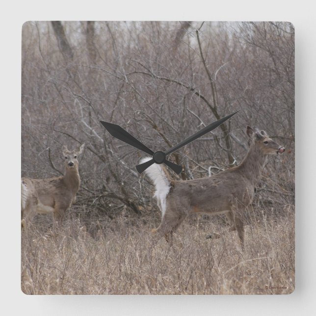 Reloj Cuadrado Deer Spring Bucks D1 de cola blanca (Anverso)