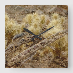 Reloj Cuadrado Desert Squirrel On Cholla Cactus Skeleton