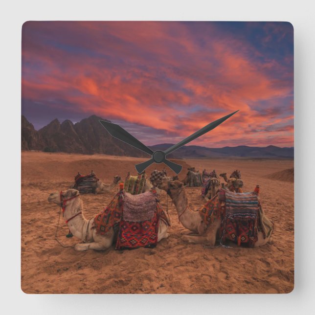 Reloj Cuadrado Desiertos | Camels Sinai Mountains Egipto (Anverso)