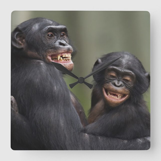 Reloj Cuadrado Dos bonobos sonrientes (Anverso)
