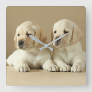 Reloj Cuadrado Dos Cachorros Labrador Dorados