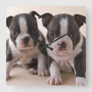 Reloj Cuadrado Dos perritos de Boston Terrier