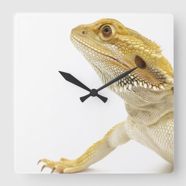 Reloj Cuadrado Dragón barbudo (Pogona Vitticeps) (Anverso)