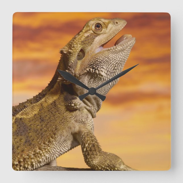 Reloj Cuadrado Dragón barbudo (Pogona Vitticeps) en roca, (Anverso)