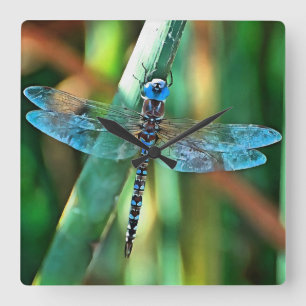 Reloj Cuadrado Dragonfly de fantasía en turquesa y negro