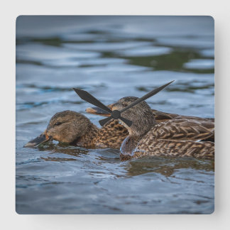 Reloj Cuadrado Ducklings Mallard