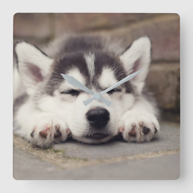 Reloj Cuadrado Dulce cachorro siberiano espantado (Anverso)