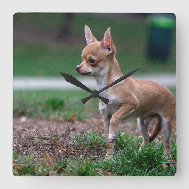 Reloj Cuadrado Dulce Chihuahua Puppy Gundog Wannabe (Anverso)