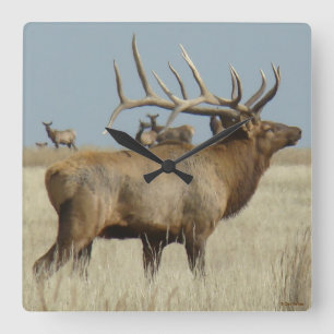 Reloj Cuadrado E4 Big Bull Elk
