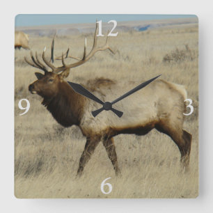 Reloj Cuadrado E55 Bull Elk Big Bull