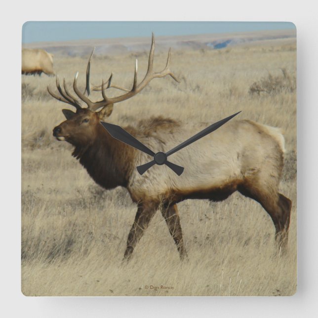 Reloj Cuadrado E55 Toro Elk (Anverso)