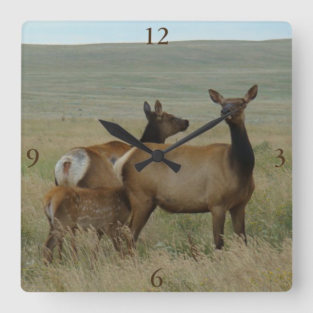 Reloj Cuadrado E61 Cow Elk and Calf (Anverso)