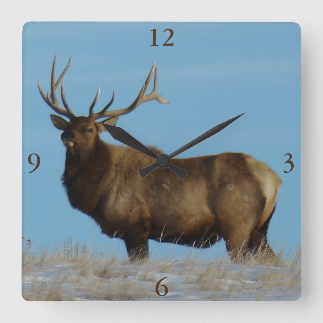 Reloj Cuadrado E62 Bull Elk Sky Lined (Anverso)