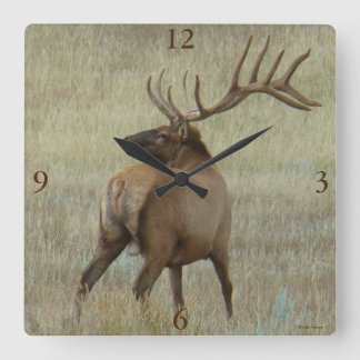 Reloj Cuadrado E6 Bull Elk in Velvet