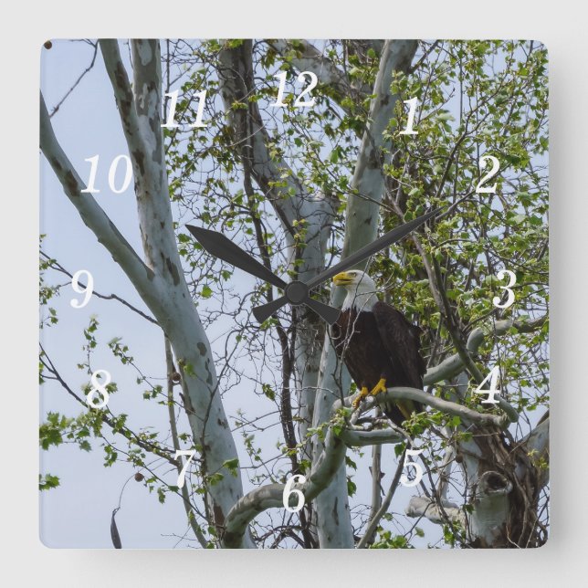 Reloj Cuadrado Eagle Watch Wall Clock (Anverso)