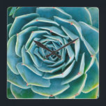 Reloj Cuadrado Echeveria Roseta, Jardín Secreto de Marrakech<br><div class="desc">Echeveria roseta (Echeveria elegans),  una planta suculenta semidesértica nativa de México,  Jardín Secreto de Marrakech,  Medina de Marrakech,  barrio de Mouassine,  Marruecos.</div>
