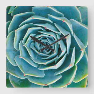 Reloj Cuadrado Echeveria Roseta, Jardín Secreto de Marrakech
