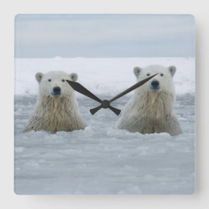 Reloj Cuadrado EE. UU., Alaska, North Slope, Osos polares