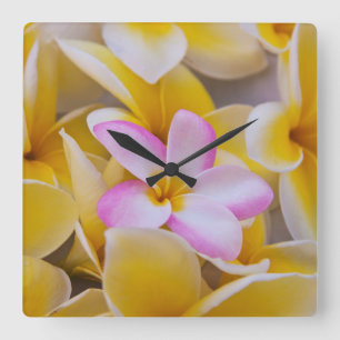 Reloj Cuadrado EE.UU., Hawaii, Oahu, Plumeria flores en flor 1