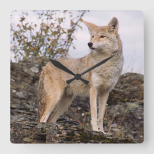 Reloj Cuadrado EE. UU., Montana, Kalispell. Coyote en Triple D