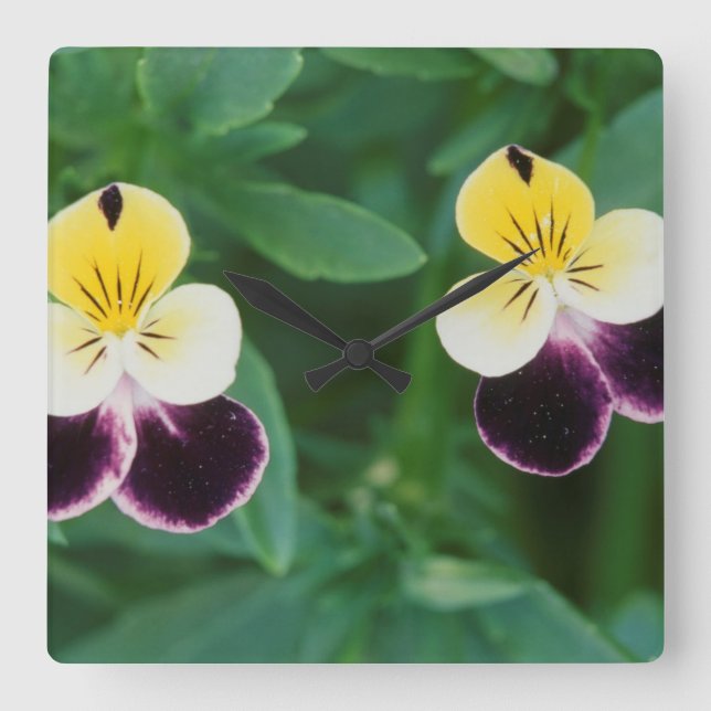 Reloj Cuadrado EE.UU., Utah, Cache Valley, Johnny Jump Up (Anverso)