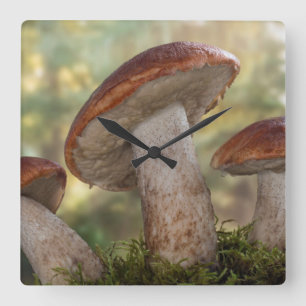 Reloj Cuadrado EE.UU., Washington, Seabeck. Leccinum Insigne