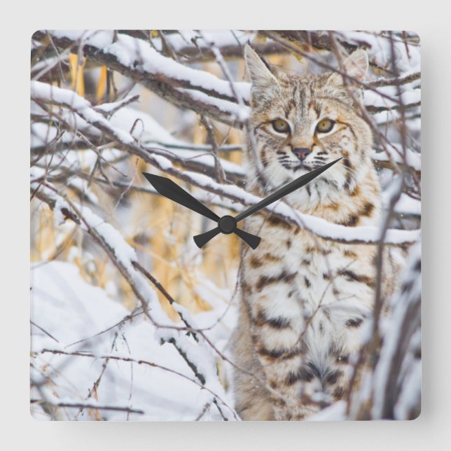 Reloj Cuadrado EE. UU., Wyoming, Bobcat (Anverso)