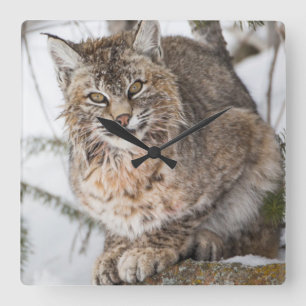 Reloj Cuadrado EE. UU., Wyoming, Parque Nacional Yellowstone, Lin
