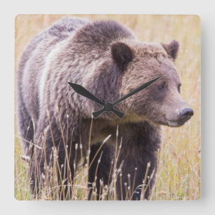 Reloj Cuadrado EE. UU., Wyoming, Parque Nacional Yellowstone, Oso