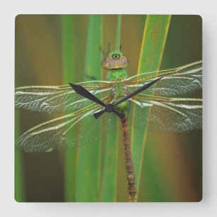 Reloj Cuadrado EEUU, Georgia. Dragonfly verde sobre cañas