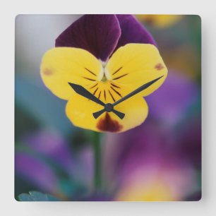 Reloj Cuadrado EEUU, Utah, cierre de Viola tricolor en el jardín