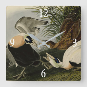 Reloj Cuadrado Eider Duck, Common Eider, Audubon Birds of America