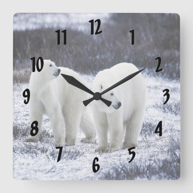 Reloj Cuadrado El amor del oso polar (Anverso)