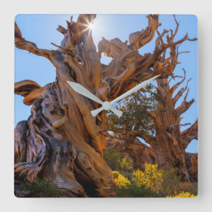 Reloj Cuadrado El árbol Sentinel