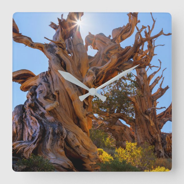 Reloj Cuadrado El árbol Sentinel (Anverso)
