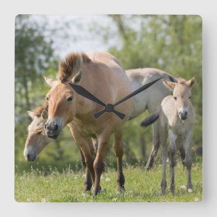 Reloj Cuadrado El caminar del caballo y del potro de Przewalski
