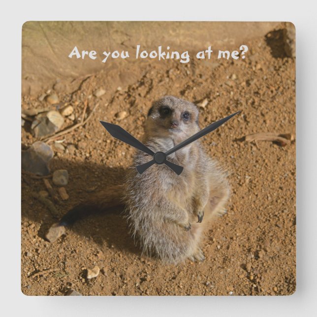 Reloj Cuadrado El gabinete de Meerkat Funny Drusillas Park (Anverso)