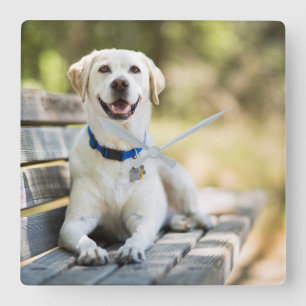 Reloj Cuadrado El Labrador Amarillo Está En El Banco