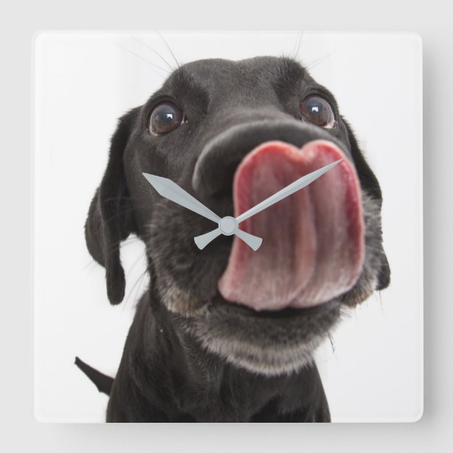 Reloj Cuadrado El labrador negro toca la nariz (Anverso)