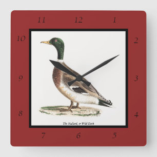 Reloj Cuadrado El mallard o el pato salvaje (Anas platyrhynchos)