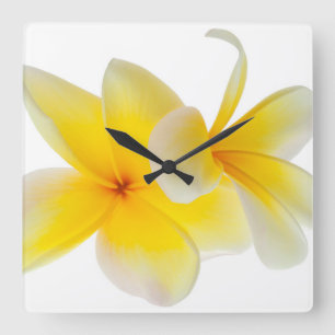 Reloj Cuadrado El Plumeria florece el Frangipani amarillo blanco